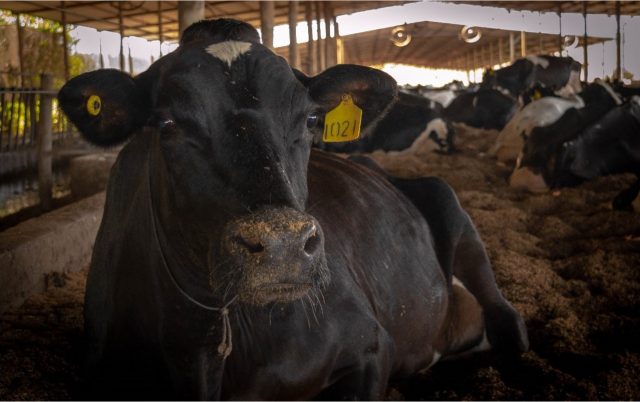 vaca vitalícia