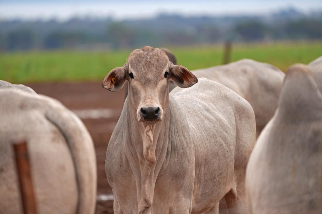 Animais da marca CV Nelore Mocho 2