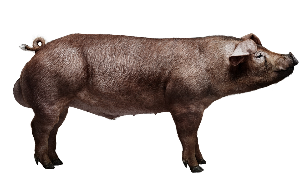 Brasil ganha nova “versão” do porco Duroc, mais econômica