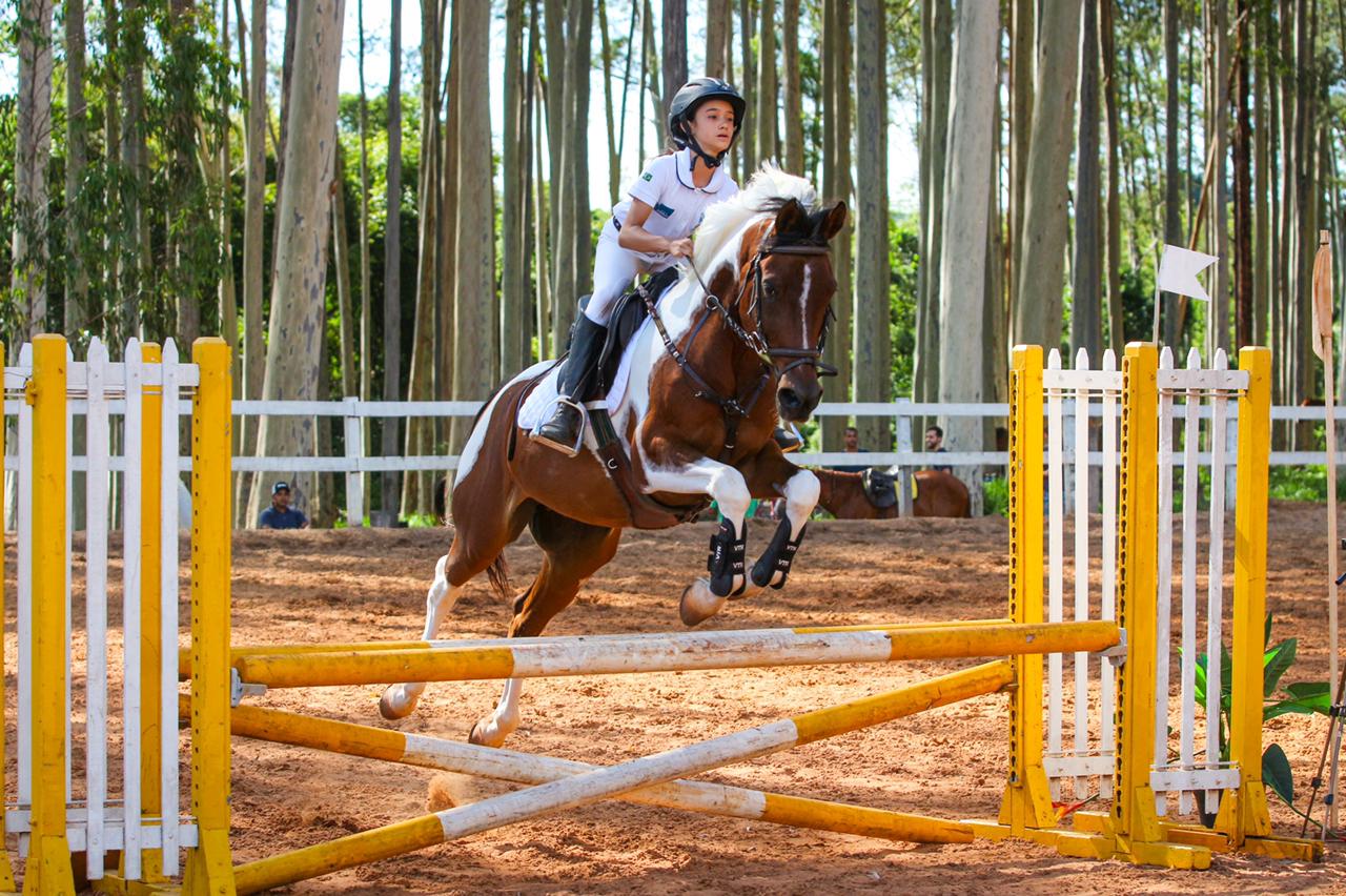 Cavalo de salto. 