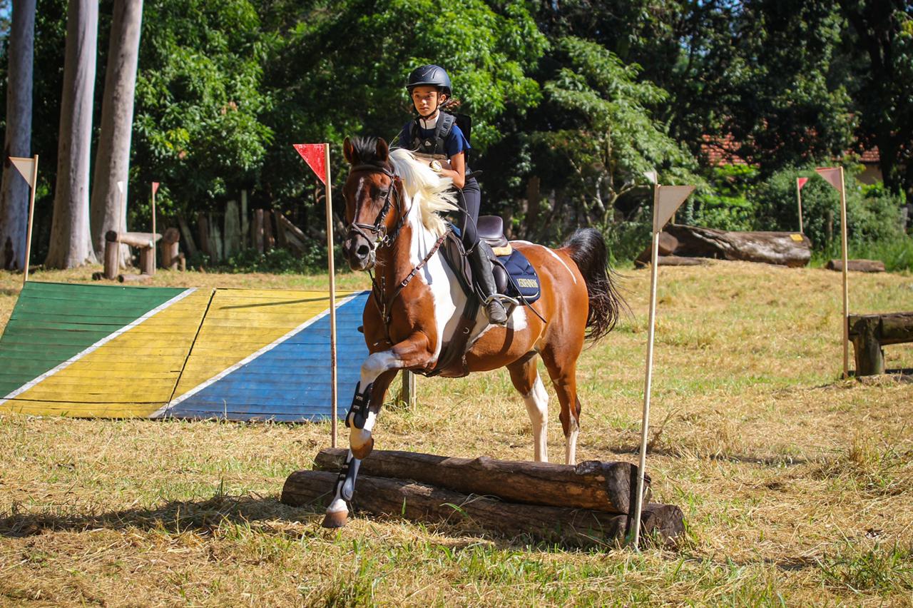 Cavalo Árabe - salto e hipismo rural