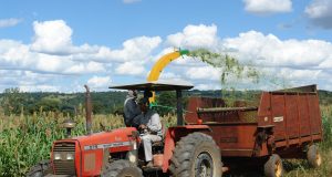 Colheita de sorgo para silagem - embrapa