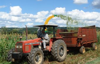 Colheita de sorgo para silagem - embrapa