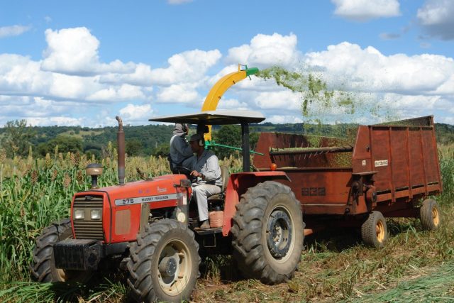 Colheita de sorgo para silagem - embrapa Colheita de sorgo para silagem - embrapa