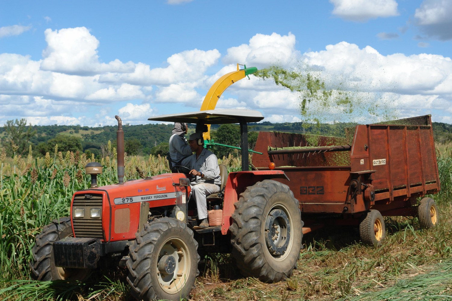 Colheita de sorgo para silagem - embrapa