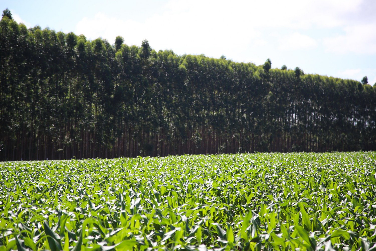 Fazenda Santa Brígida, sobre integração lavoura pecuária floresta - ILPF