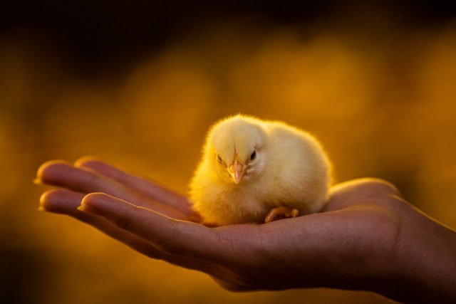 Frangos com dois dias de chegada a granja. Pintinho. Pinto. Filhote de frango 2 Frangos com dois dias de chegada a granja. Pintinho. Pinto. Filhote de frango