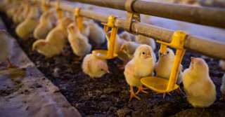 Frangos com dois dias de chegada a granja. Pintinho. Pinto. Filhote de frango
