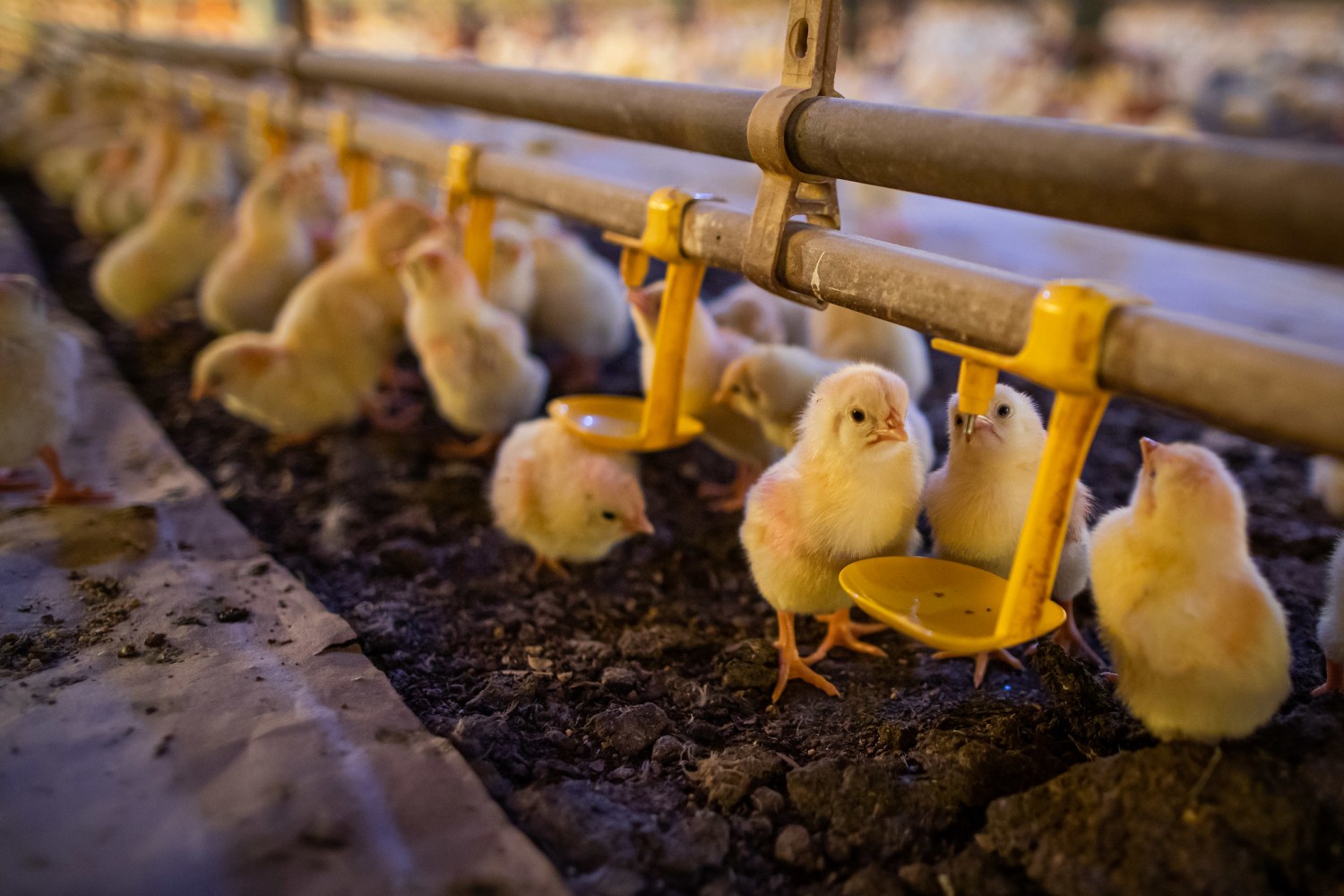 Frangos com dois dias de chegada a granja. Pintinho. Pinto. Filhote de frango