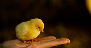 Frangos com dois dias de chegada a granja. Pintinho. Pinto. Filhote de frango