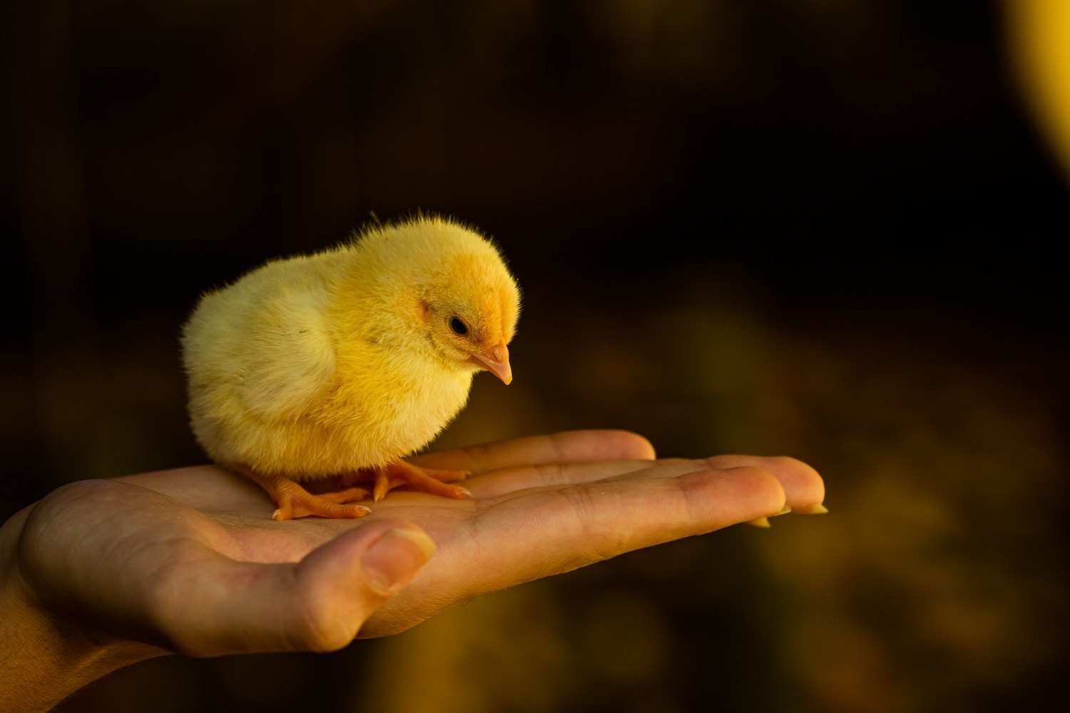 Frangos com dois dias de chegada a granja. Pintinho. Pinto. Filhote de frango