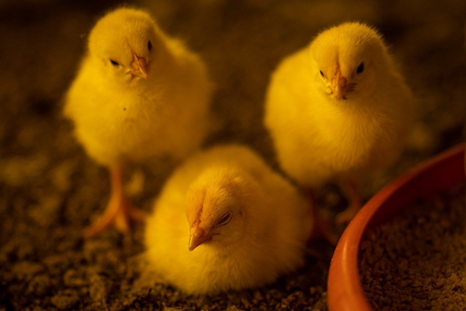 Frangos com dois dias de chegada a granja. Pintinho. Pinto. Filhote de frango