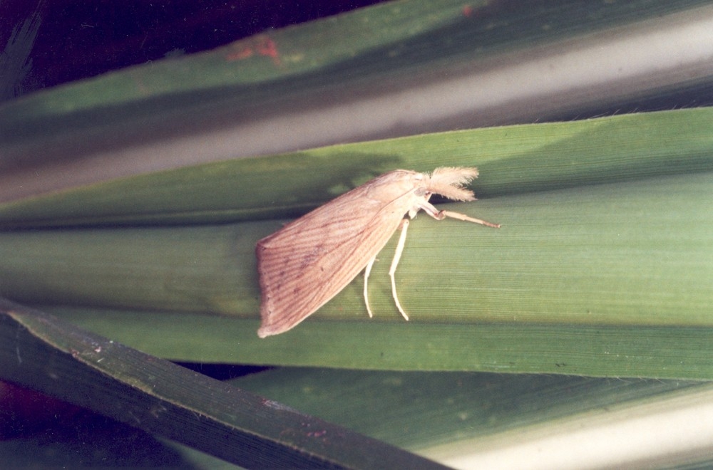 Fungo causador da podridão vermelha 'manipula' insetos e plantas para se disseminar pelos canaviais - insetos