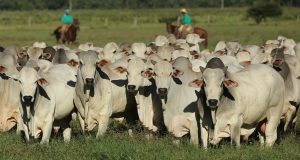 IFRIG beneficia pecuaristas e consumidores de carne bovina