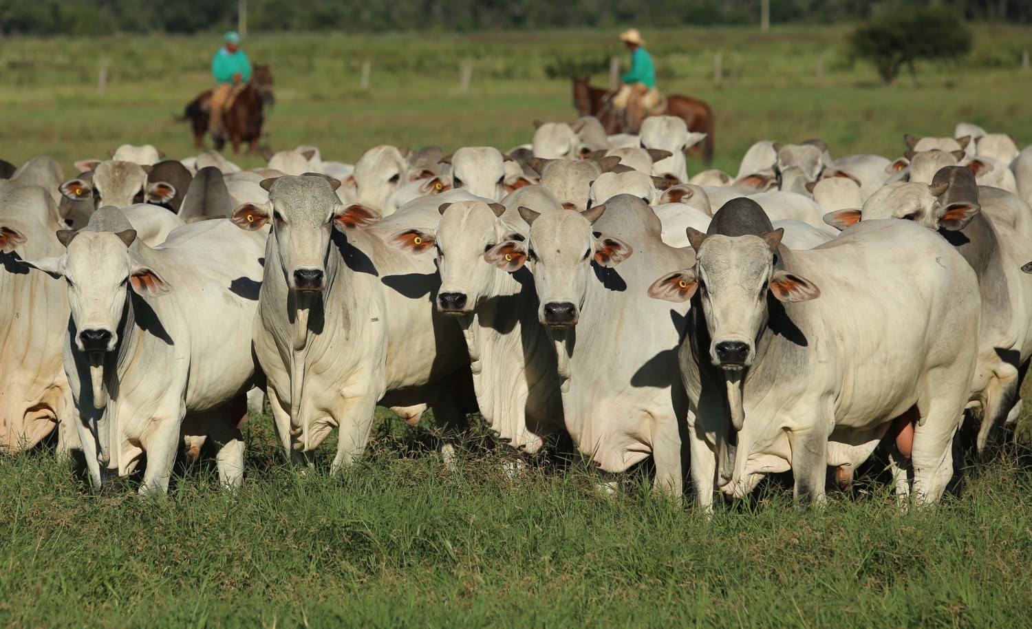 IFRIG beneficia pecuaristas e consumidores de carne bovina