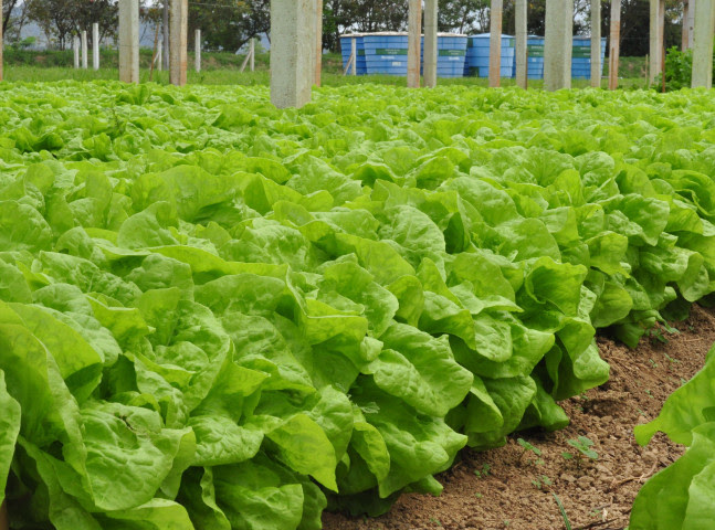 Insumos naturais são alternativas para o cultivo de alimentos orgânicos