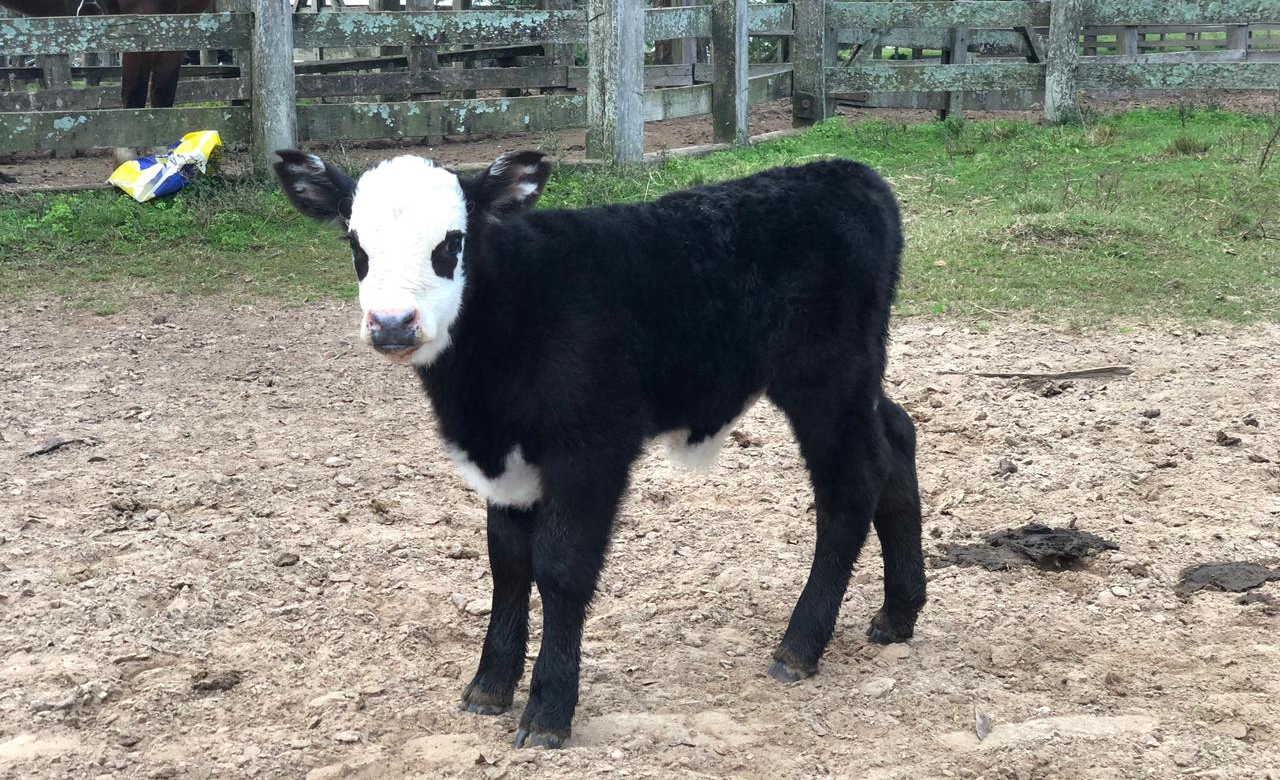 Nasce o primeiro bezerro da raça Black Hereford no Brasil