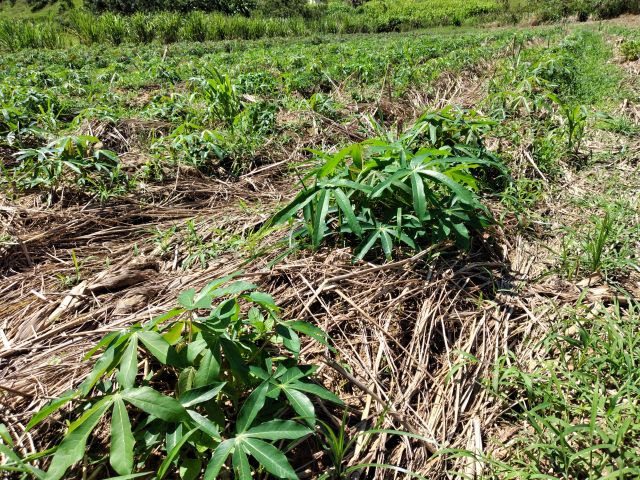Nos 149ha de cultivo de mandioca em SPDH acompanhados pela Epagri em SC