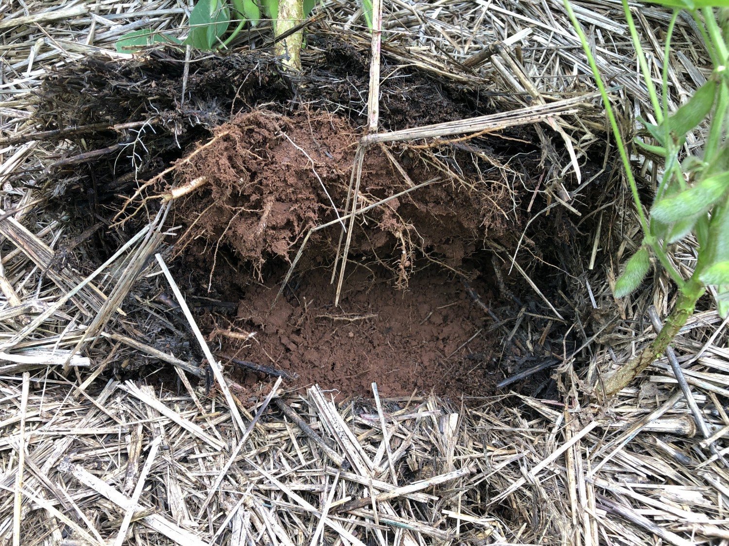 Pesquisador aponta a redução na população dos nematoides com o uso de plantas de cobertura do solo adequadamente selecionadas