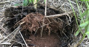 Pesquisador aponta a redução na população dos nematoides com o uso de plantas de cobertura do solo adequadamente selecionadas