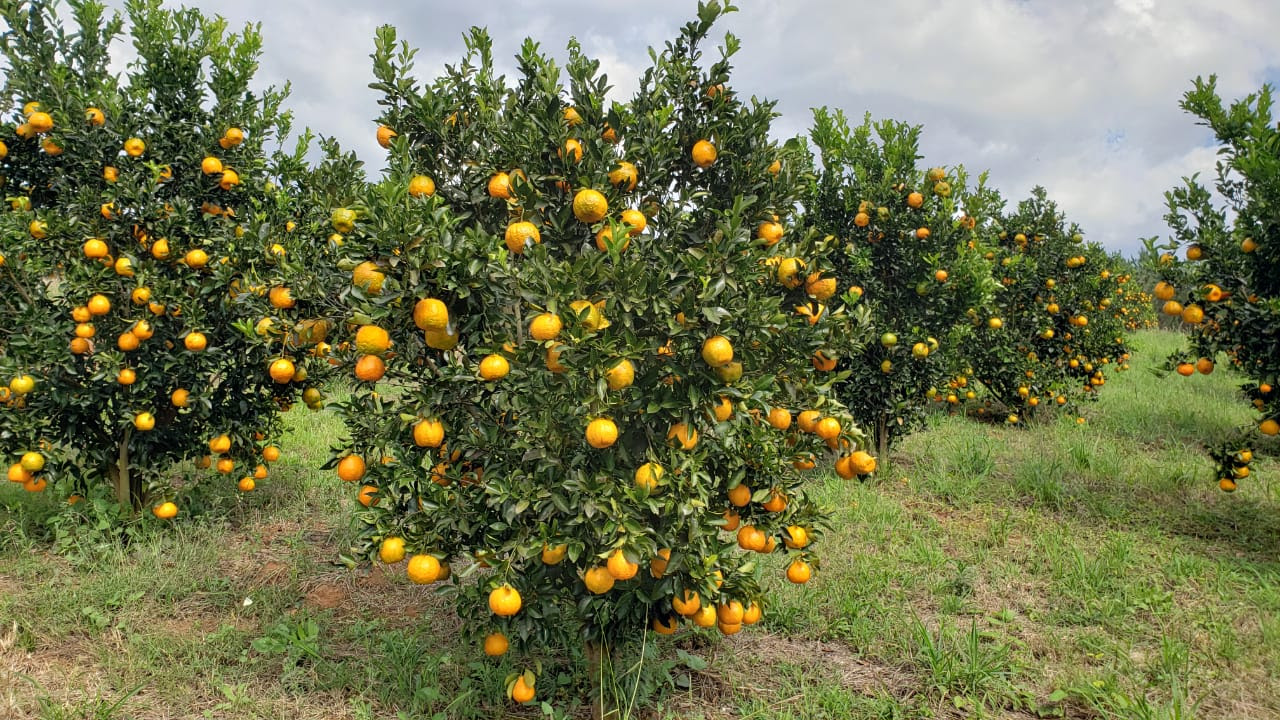 Ponkan do Vale do Ribeira vira ingrediente da gastronomia e poderá ser uma Indicação Geográfica