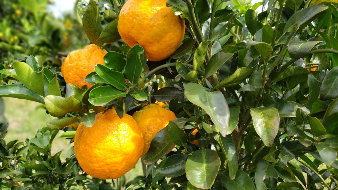 Ponkan do Vale do Ribeira vira ingrediente da gastronomia e poderá ser uma Indicação Geográfica