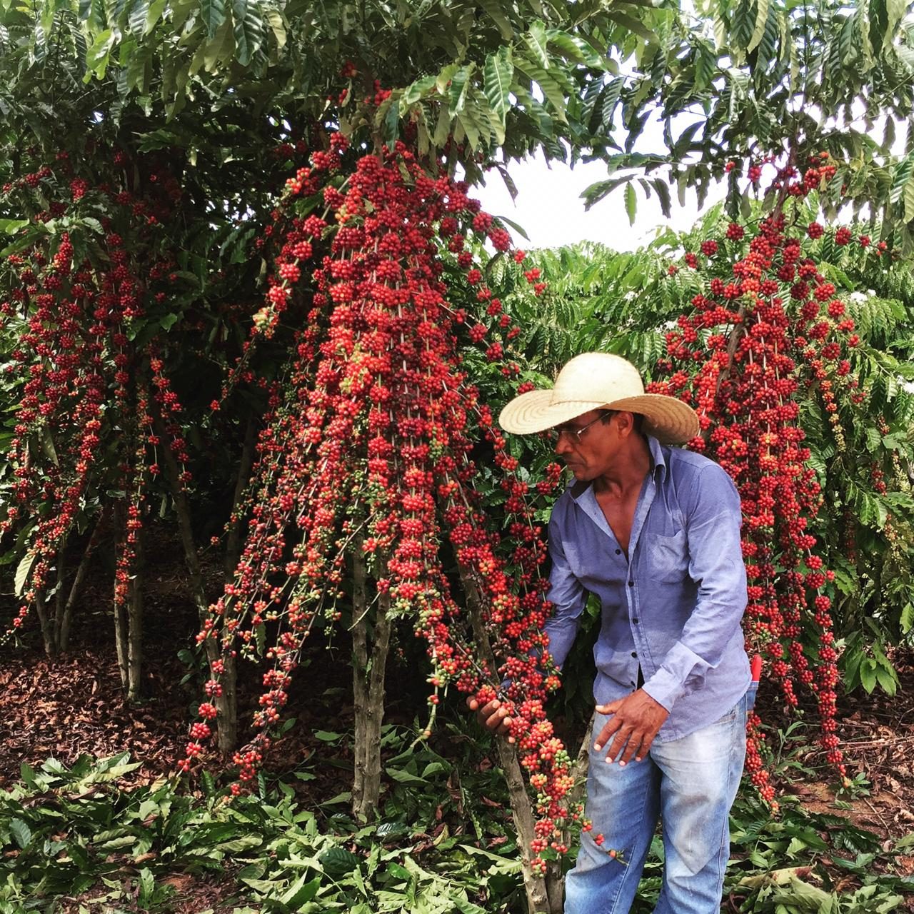 Produtor local ao lado do cafeeiro. Foto- Governo de Rondônia