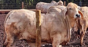 Projeto usa Brahman na produção de carne premium