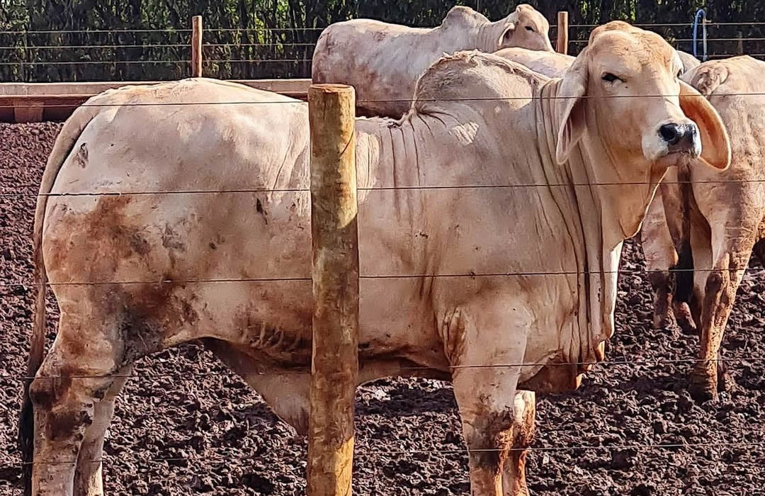 Projeto usa Brahman na produção de carne premium