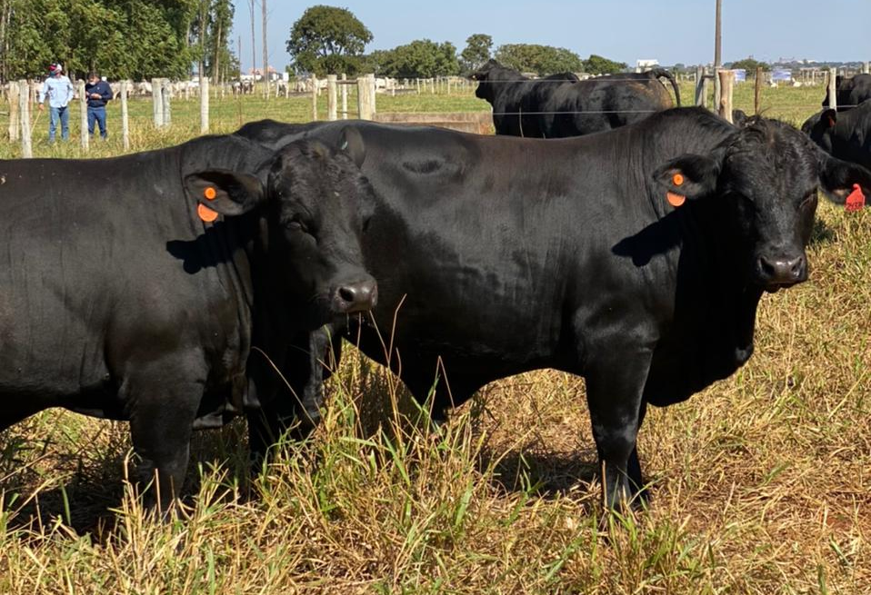 Prova mediu desempenho da raça Brangus