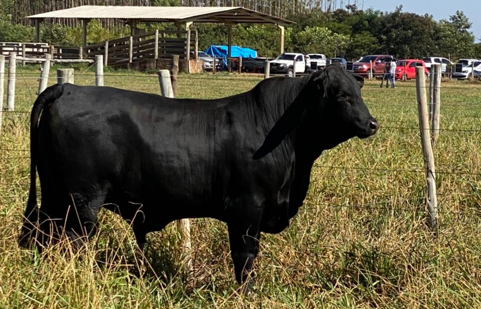 Prova mediu desempenho da raça Brangus