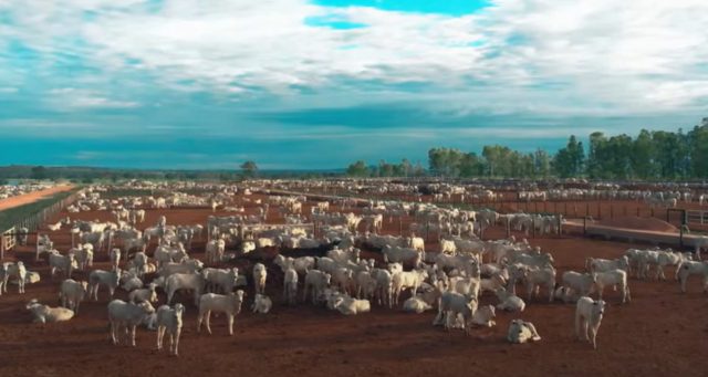 Kiko's Ranch 20@