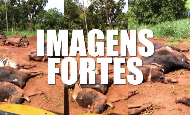 Silagem contaminada mata rebanho prejuízo