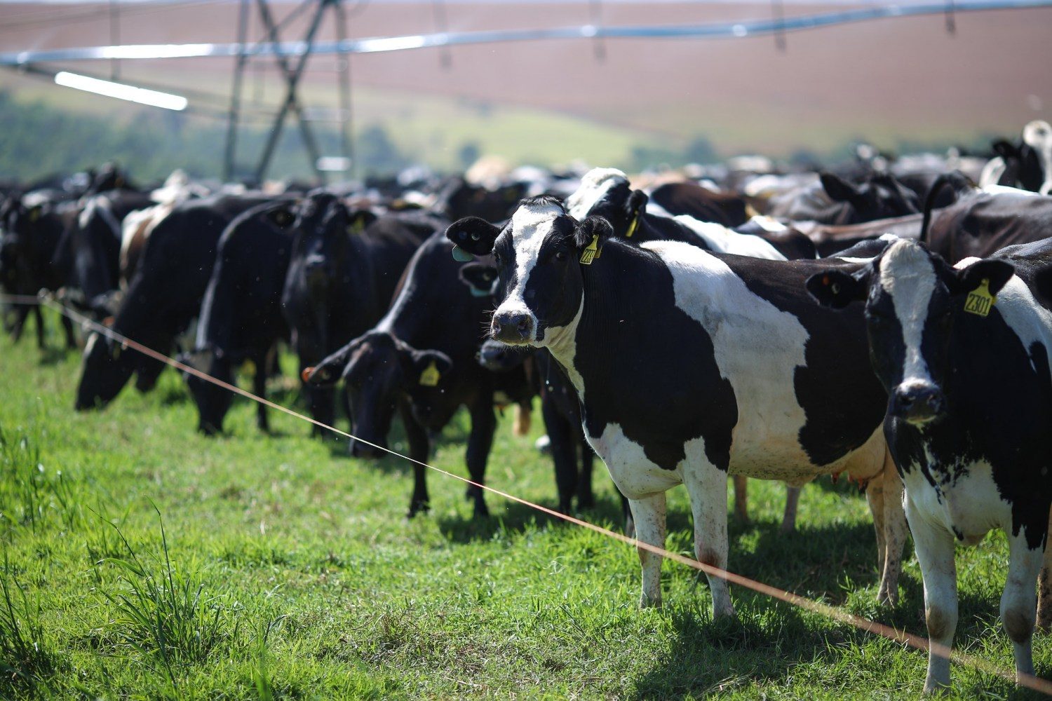 vacas