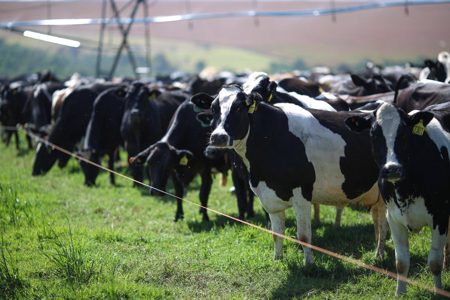 Silvânia Goiás. Bovinocultura de leite vacas leiteiras no pivot