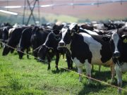 Silvânia Goiás. Bovinocultura de leite vacas leiteiras no pivot