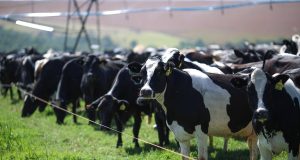 Silvânia Goiás. Bovinocultura de leite vacas leiteiras no pivot