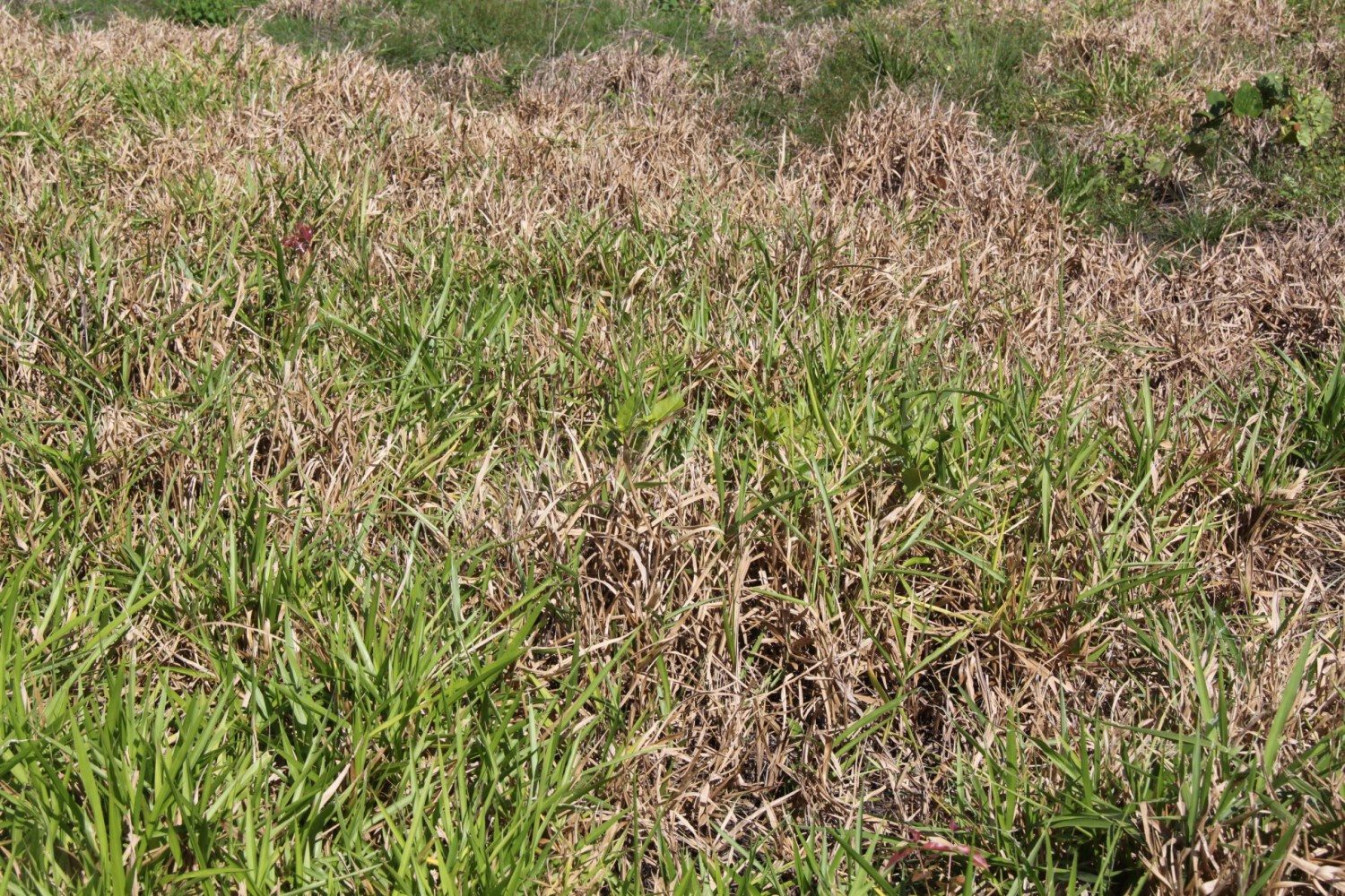 Síndrome da Morte do Braquiarão pode gerar muitos prejuízos ao pecuarista