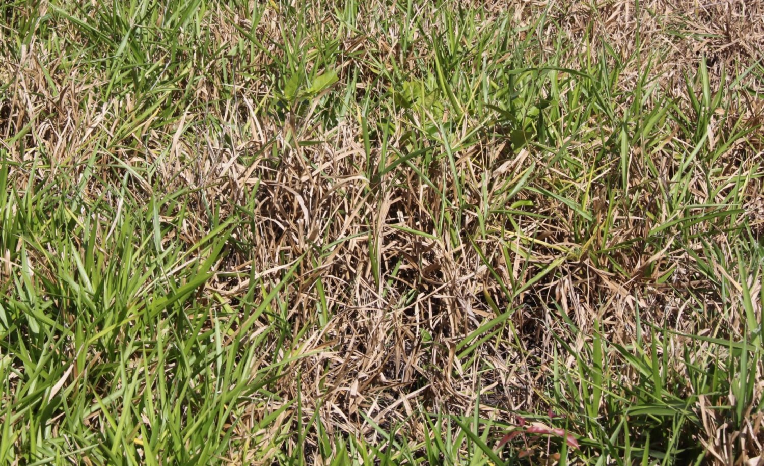 Síndrome da Morte do Braquiarão pode gerar muitos prejuízos ao pecuarista