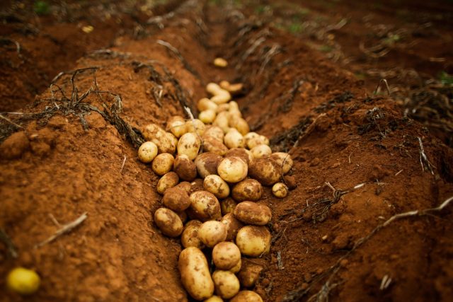 UPL-lanca-livro-Batata-desafios-fitossanitarios-e-manejo-sustentavel-Credito-CNA UPL-lanca-livro-Batata-desafios-fitossanitarios-e-manejo-sustentavel-Credito-CNA