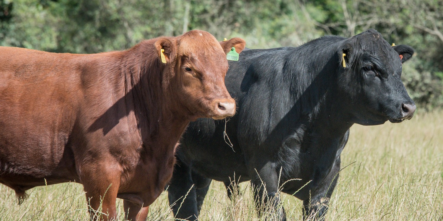 angus e red angus