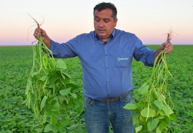 Manejo com biológicos pode promover incremento de até 7 sacas de feijão por hectare Manejo com biológicos pode promover incremento de até 7 sacas de feijão por hectare