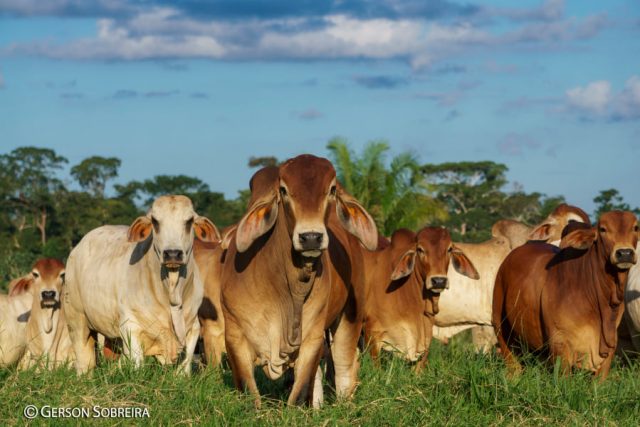 gado brahman branco e vermelho no pasto 2