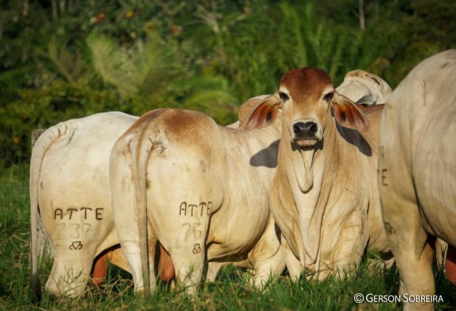 gado brahman branco e vermelho no pasto 3