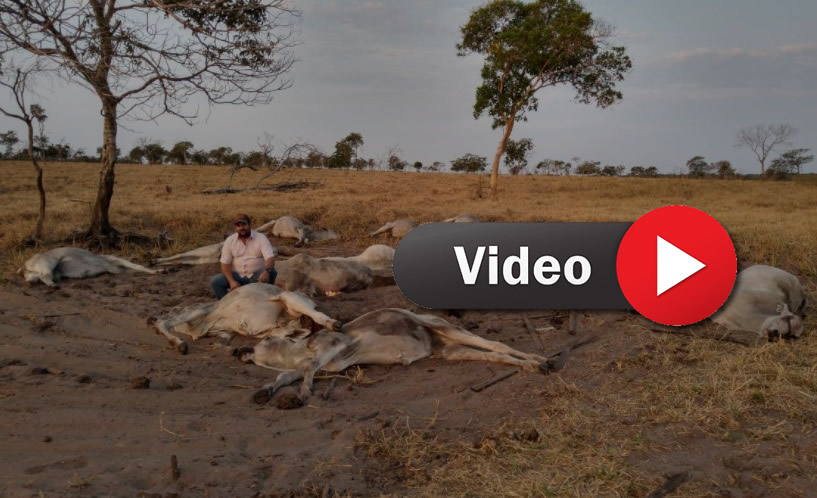 Capim mata cavalos e pode causar prejuízos - CompreRural