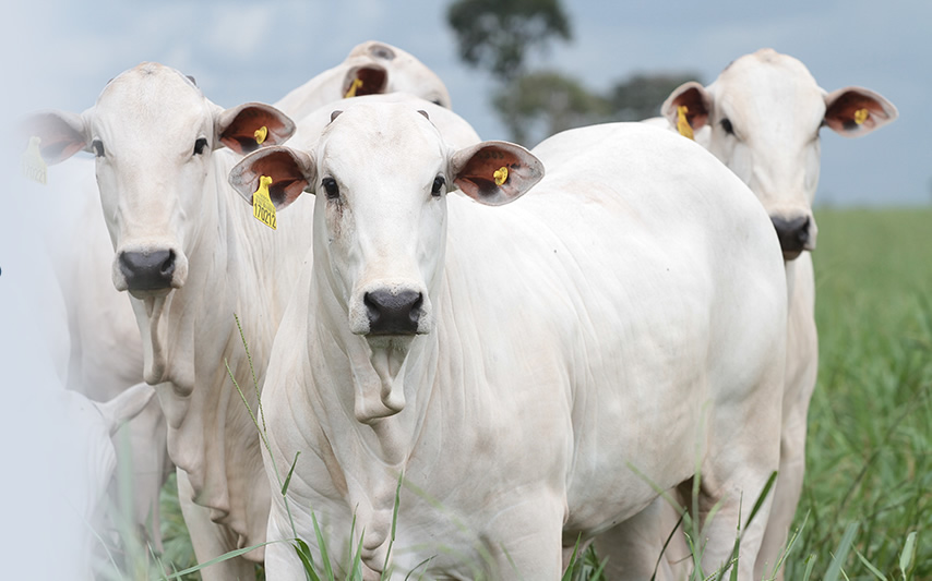 gado-nelore-com-brinco-eletronico - rastreabilidade bovina