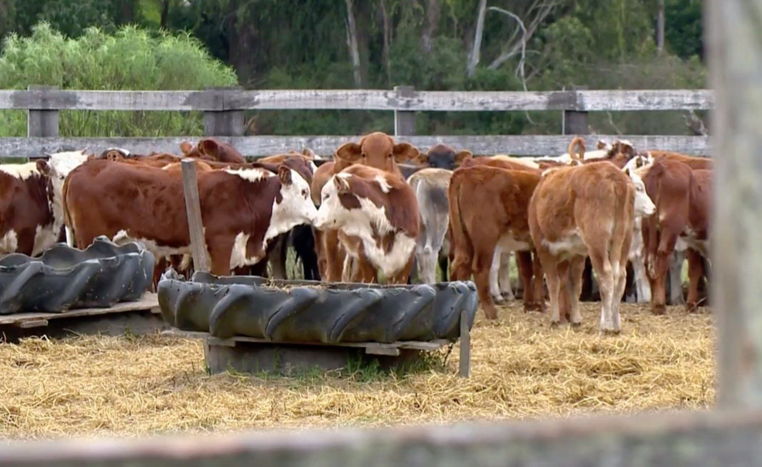 gado roubado no rio grande do sul