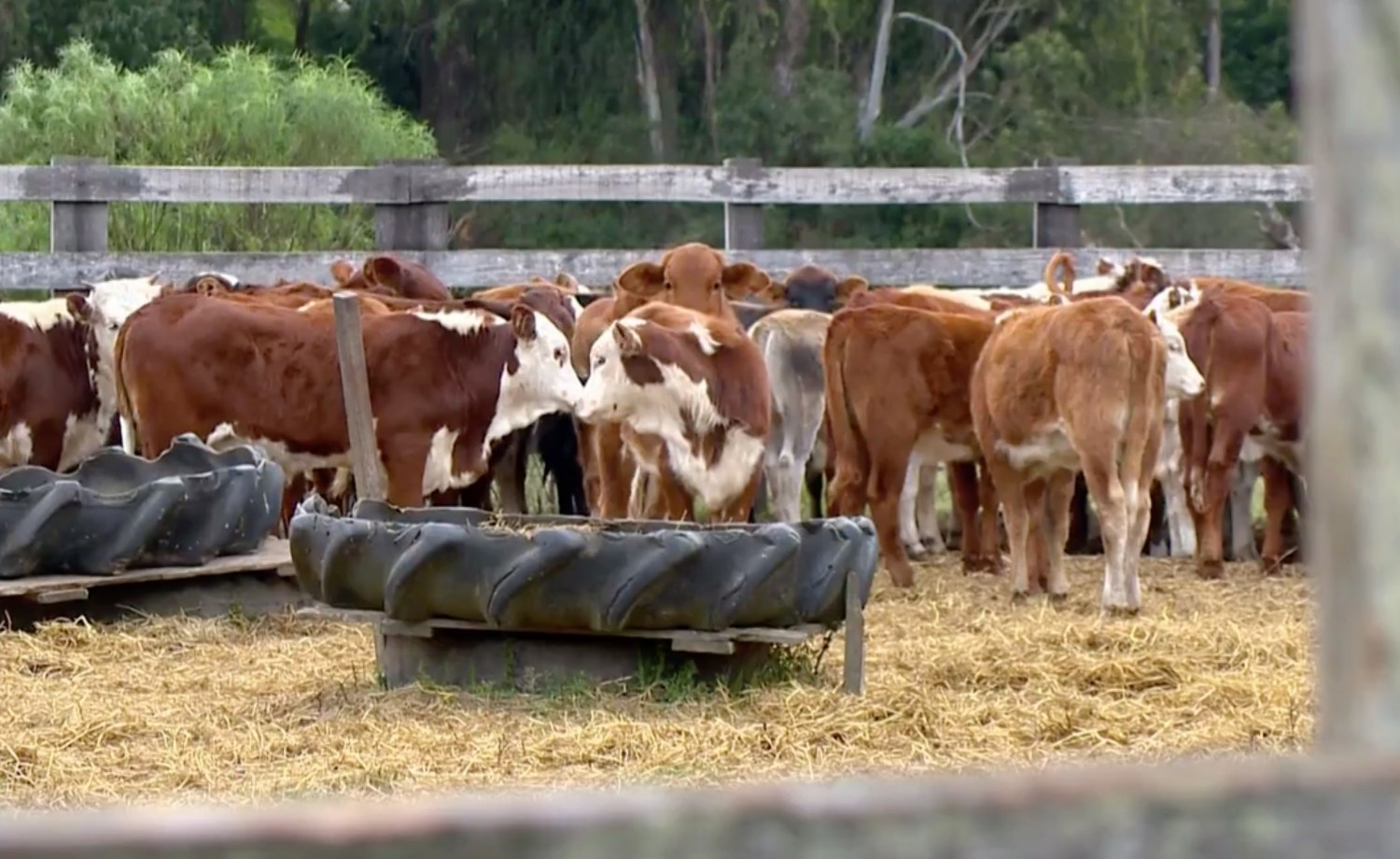 gado roubado no rio grande do sul