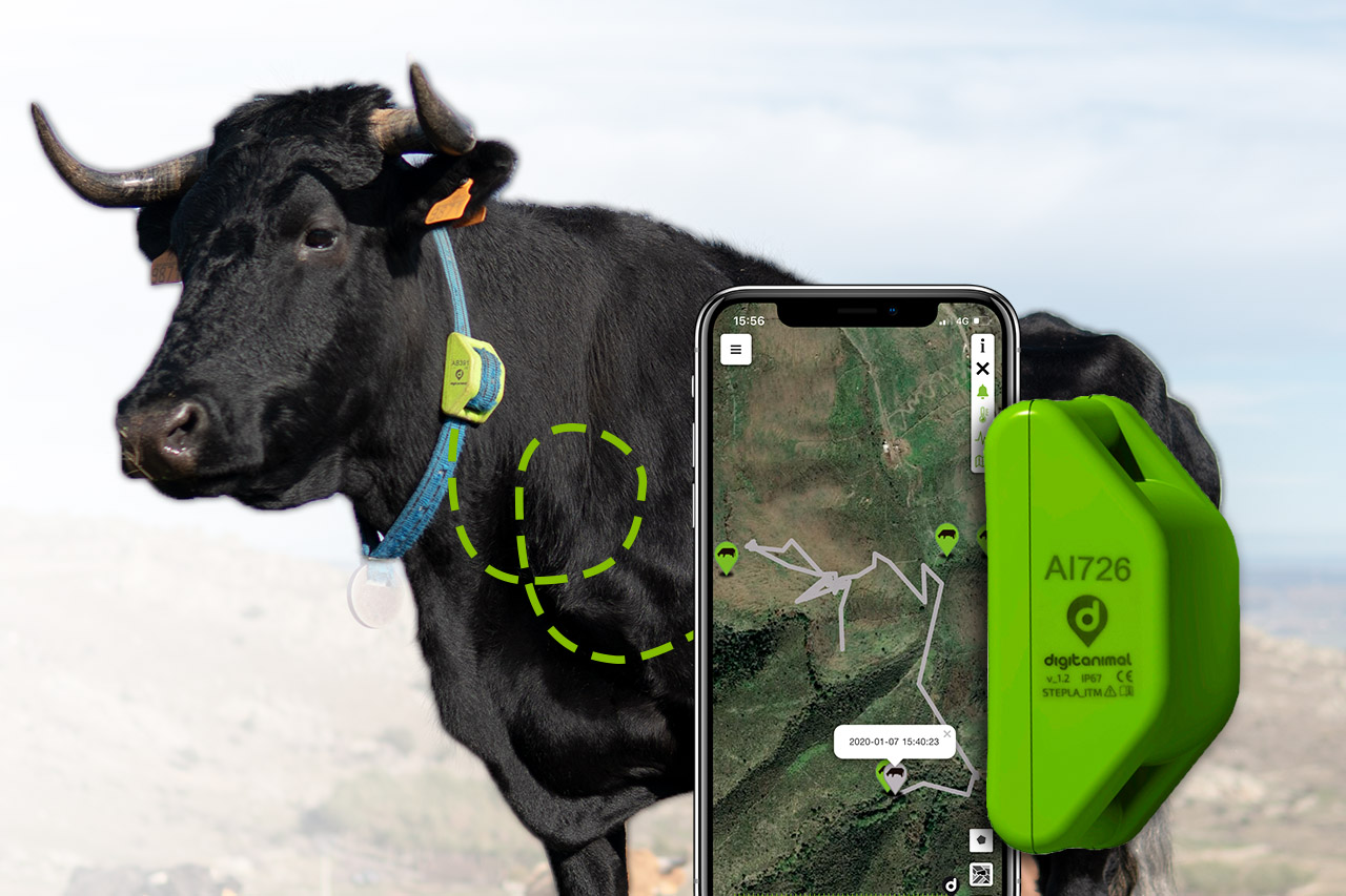 gps da vaca