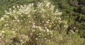 planta canudo-de-pito